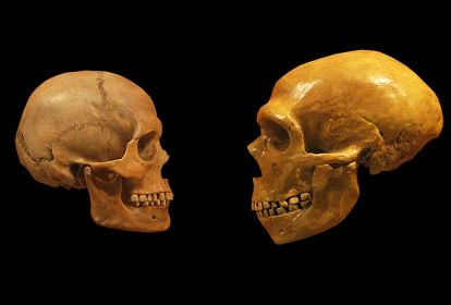 Comparação dos crânios de 'Homo Sapiens' e Neandertal