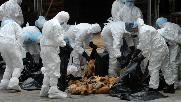 O vírus H5N1, que causa a gripe aviária, é transmitido das aves para os humanos pelo contato direto