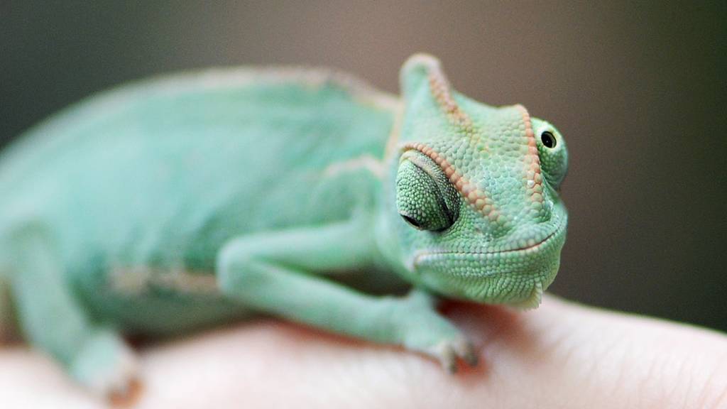 Saiba como os camaleões conseguem olhar em duas direções ao mesmo tempo