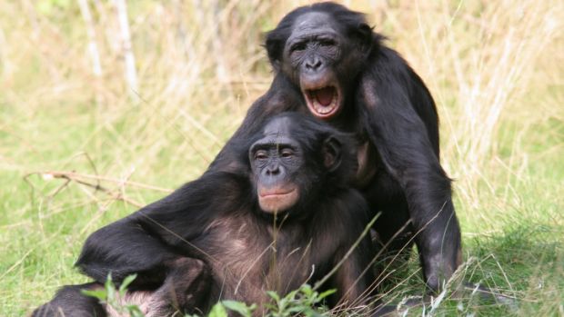 Nova pesquisa desmonta o mito do macho dominante entre primatas