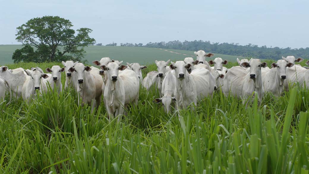 Gado nelore no pasto