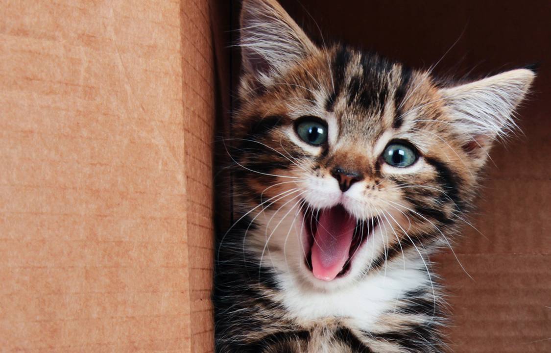 Gato
