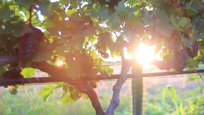 Enoturismo cresce no Vale do São Francisco