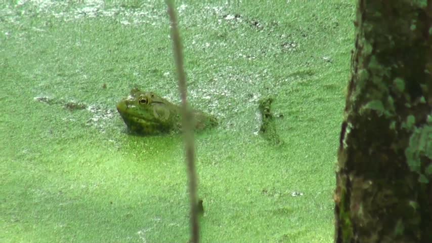 O pântano de ciprestes de Washington, Louisiana