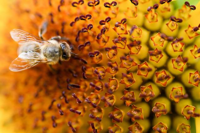 Abelha pousa em uma flor em um campo na cidade de Maintal, na Alemanha Abelha pousa em uma flor em um campo na cidade de Maintal, na Alemanha