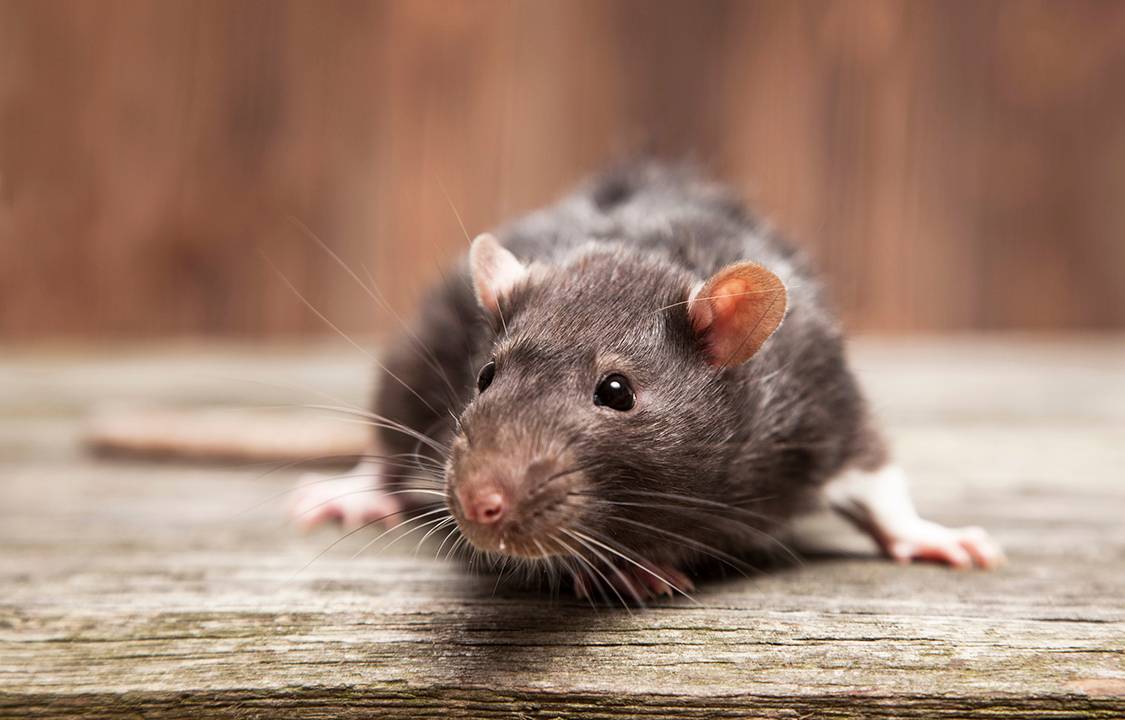 Rato