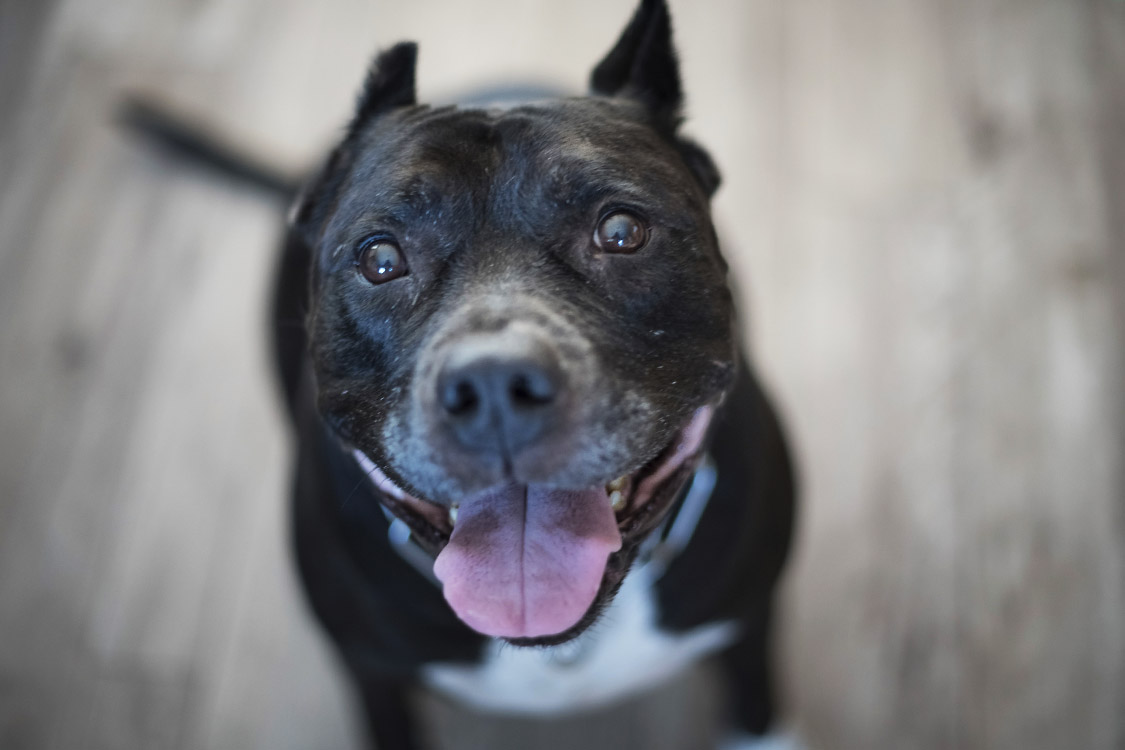 Mulher morre após ser atacada pelo próprio pitbull; especialista analisa caso e fala de sinais de risco