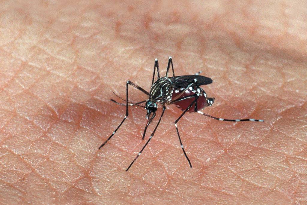 Com mais de 110 mortes, São Paulo decreta emergência por dengue em todo o estado