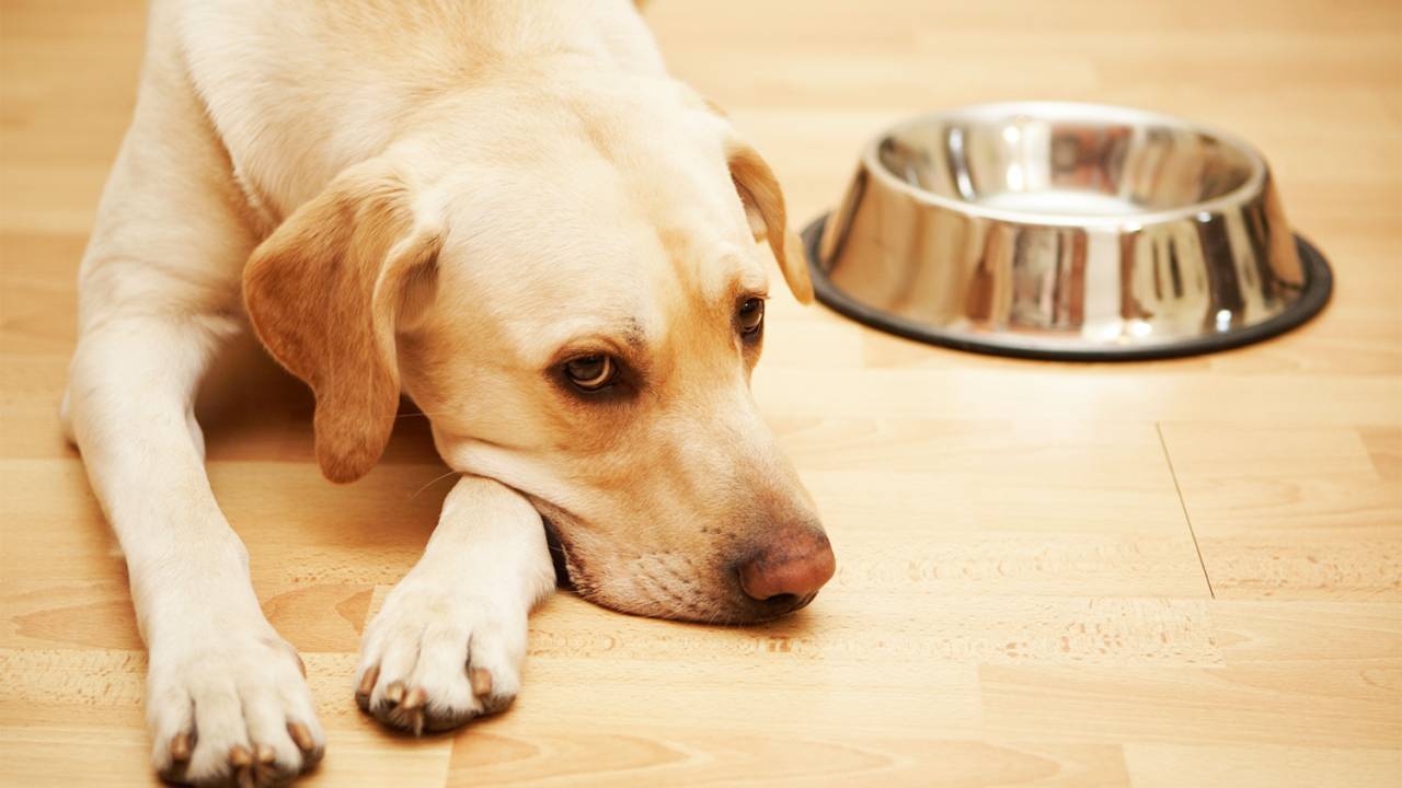 Cão labrador