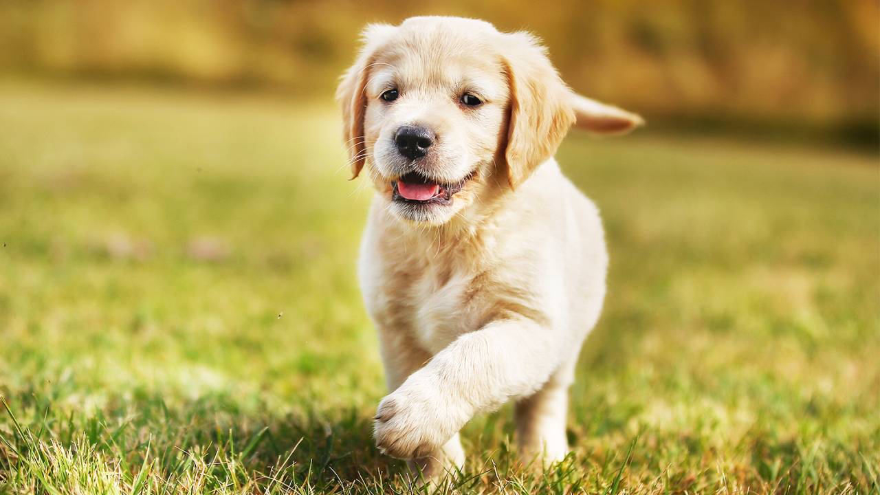 Cão labrador