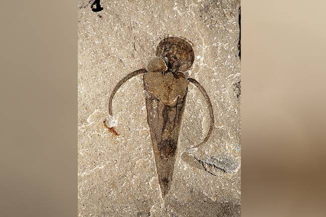 Equipe de cientistas da Universidade de Toronto descobrem fósseis de criaturas marinhas