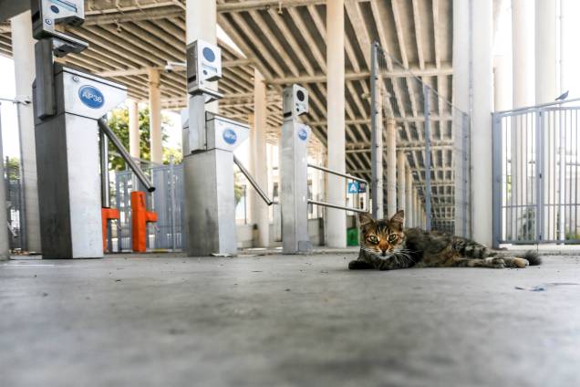 Estádio do Maracanã: abandono após a Rio-2016 Estádio do Maracanã: abandono após a Rio-2016