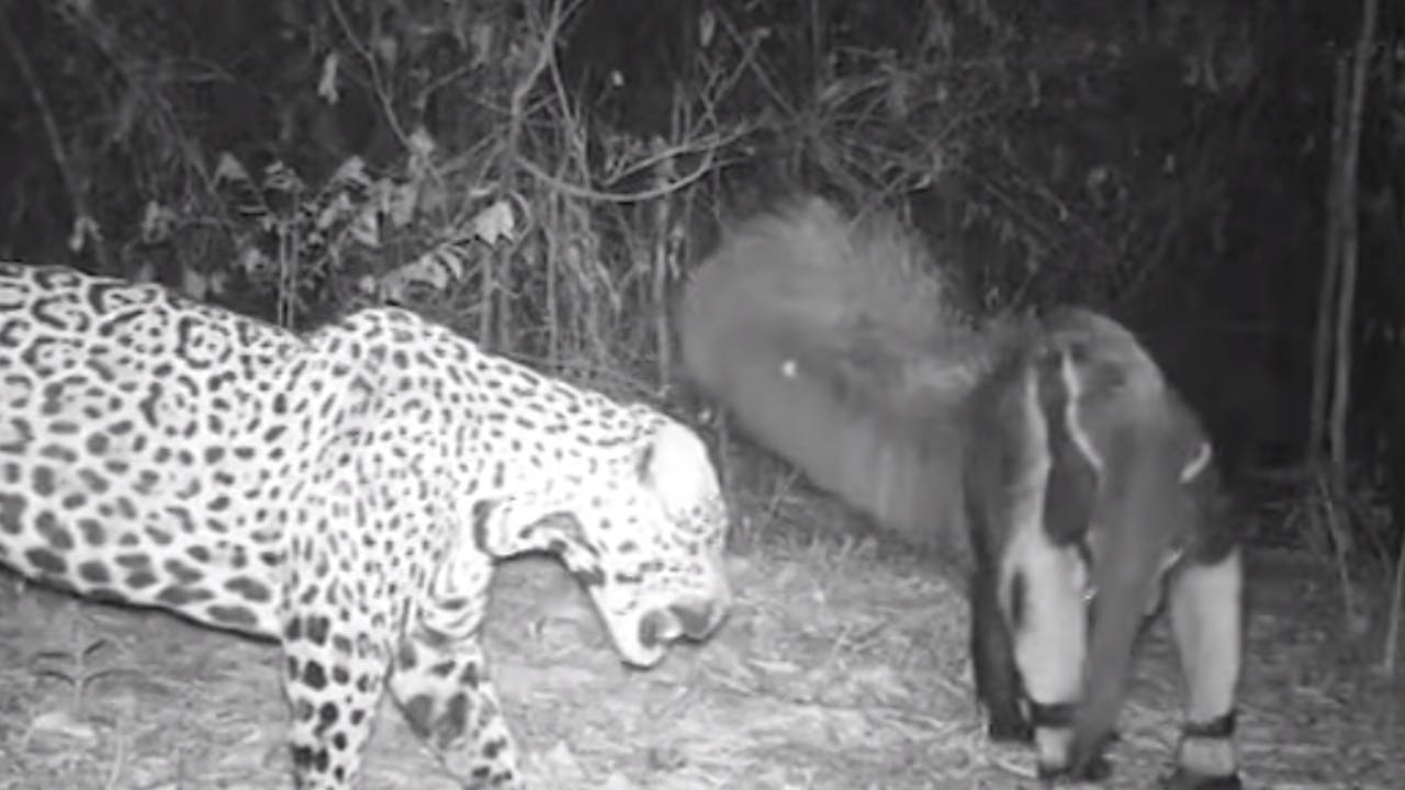 Onça e Tamanduá