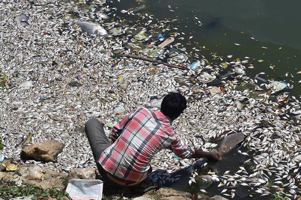 Homem pega peixes mortos no lago Ulsoor, em Bangalore, Índia Homem pega peixes mortos no lago Ulsoor, em Bangalore, Índia