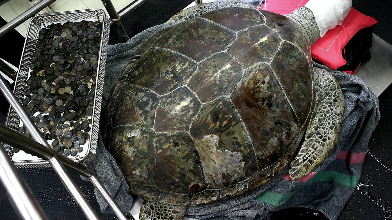 Tartaruga na Tailândia tem mais de 900 moedas retiradas do estômago - 06/03/2017