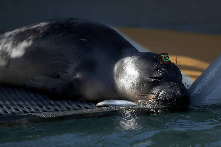 Foca aguarda por tratamento em centro de reabilitação de focas em Sausalito, na Califórnia