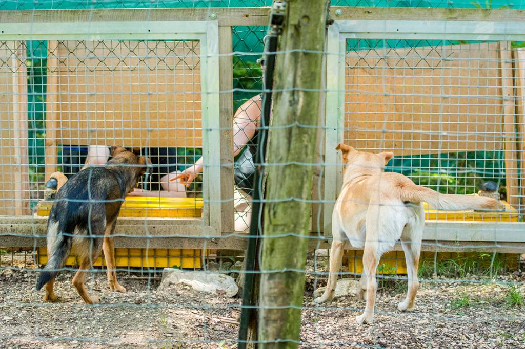 Cães e lobos
