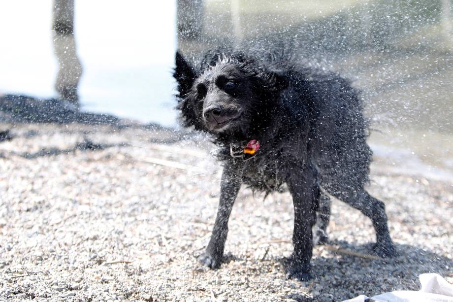 Cachorro se sacode para secar seus pelos após um mergulho no lago Ammersee em Stegen, perto de Munique na Alemanha - 22/06/2017