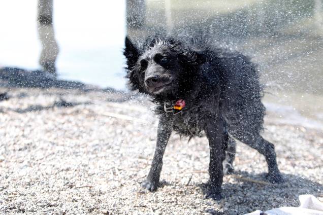 Cachorro se sacode para secar seus pelos após um mergulho no lago Ammersee em Stegen, perto de Munique na Alemanha - 22/06/2017 Cachorro se sacode para secar seus pelos após um mergulho no lago Ammersee em Stegen, perto de Munique na Alemanha - 22/06/2017
