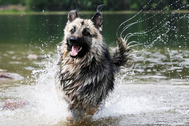 Cachorro corre na água, ao longo da margem do rio Yenisei, em um dia quente de verão, na Sibéria, Rússia - 23/06/2017 Cachorro corre na água, ao longo da margem do rio Yenisei, em um dia quente de verão, na Sibéria, Rússia - 23/06/2017