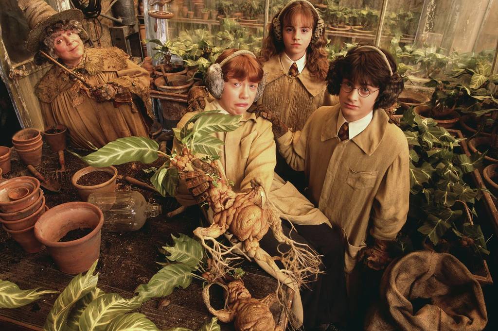 Fatos e mitos sobre a mandrágora, planta mágica de Hogwarts