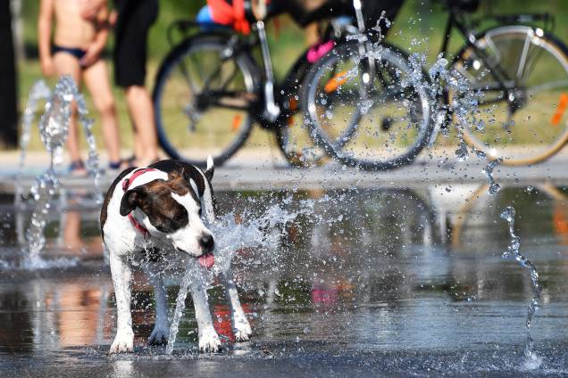 Com a temperatura batendo 35º cachorro se refresca na água de uma fonte em Montpellier, no sul da França - 16/06/2017 Com a temperatura batendo 35º cachorro se refresca na água de uma fonte em Montpellier, no sul da França - 16/06/2017