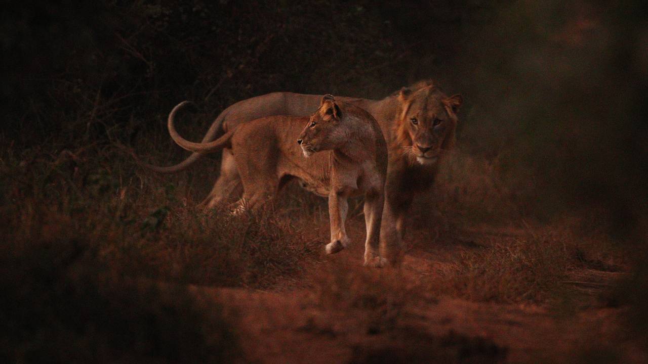 Leões no Kruger National Park