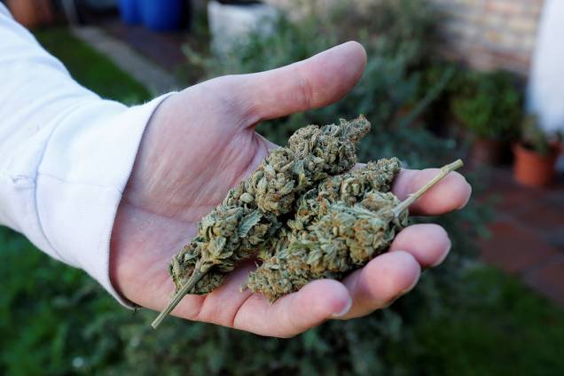 Agricultor exibe amostra de maconha, plantada em sua propriedade em Montevidéu, Uruguai Agricultor exibe amostra de maconha, plantada em sua propriedade em Montevidéu, Uruguai