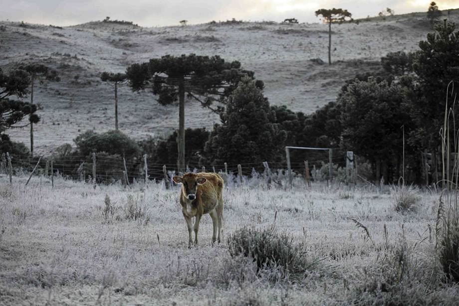 Frio intenso causa geadas e nevasca na cidade de São Joaquim, Santa Catarina