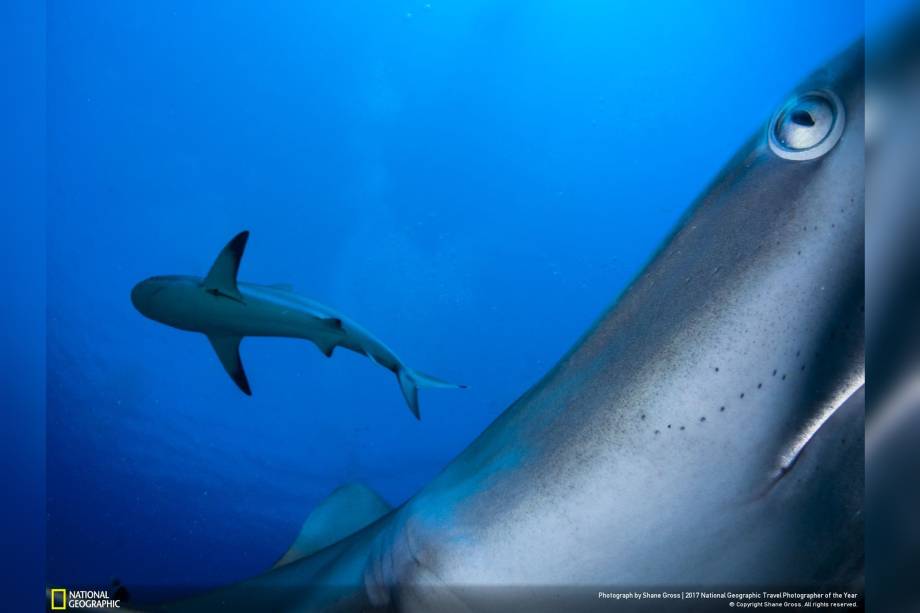 O fotógrafo Shane Gross foi a um conjunto de ilhas em Cuba chamado "Jardines de la Reina", a área preservada conta com predadores como os tubarões bico-fino. Para fazer o registro sem espantar os animais, Shane prendeu sua câmera em uma rocha e disparou com um controle remoto de fora da água