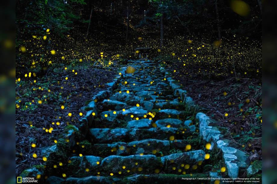 Em um vilarejo na cidade de Tamba, no Japão, vaga-lumes sobrevoam por uma escada que leva a um pequeno santuário reverenciado pelas pessoas locais, criando uma atmosfera mágica na Floresta dos Deuses