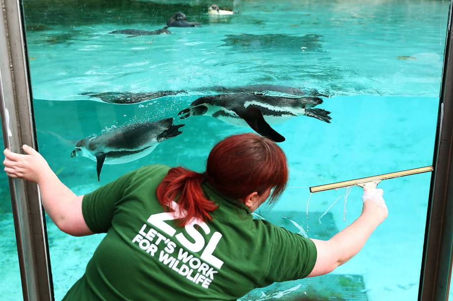 Funcionário limpa vidro do aquário dos pinguins, durante pesagem anual no Zoológico de Londres - 24/08/2017