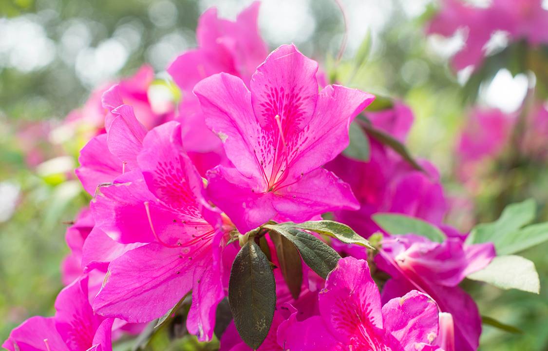 Azaleias
