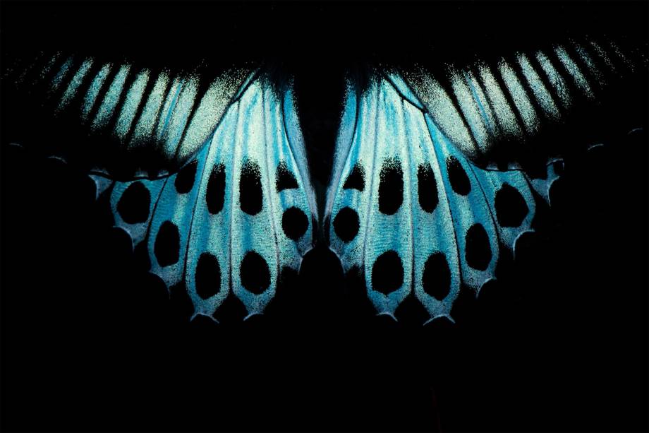 <span>Borboleta da espécie <em>Papilio polymnestor</em>, comum no sul da Índia. O fotógrafo encontrou o inseto descansando sobre uma folha à noite. A imagem foi capturada usando a menor potência de flash possível</span>