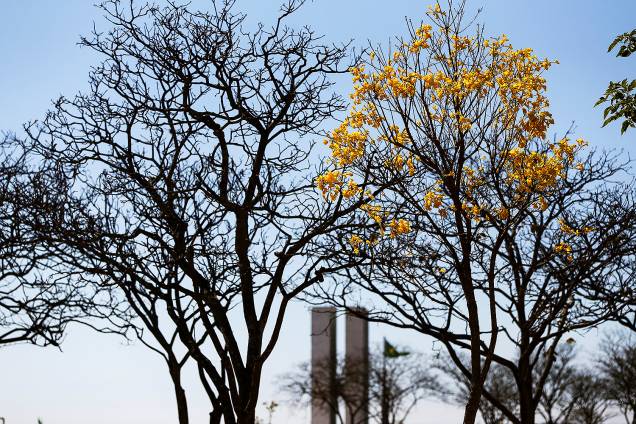 Brasília - Florada de ipês-amarelos colore o Distrito Federal - 29/08/2017 Brasília - Florada de ipês-amarelos colore o Distrito Federal - 29/08/2017