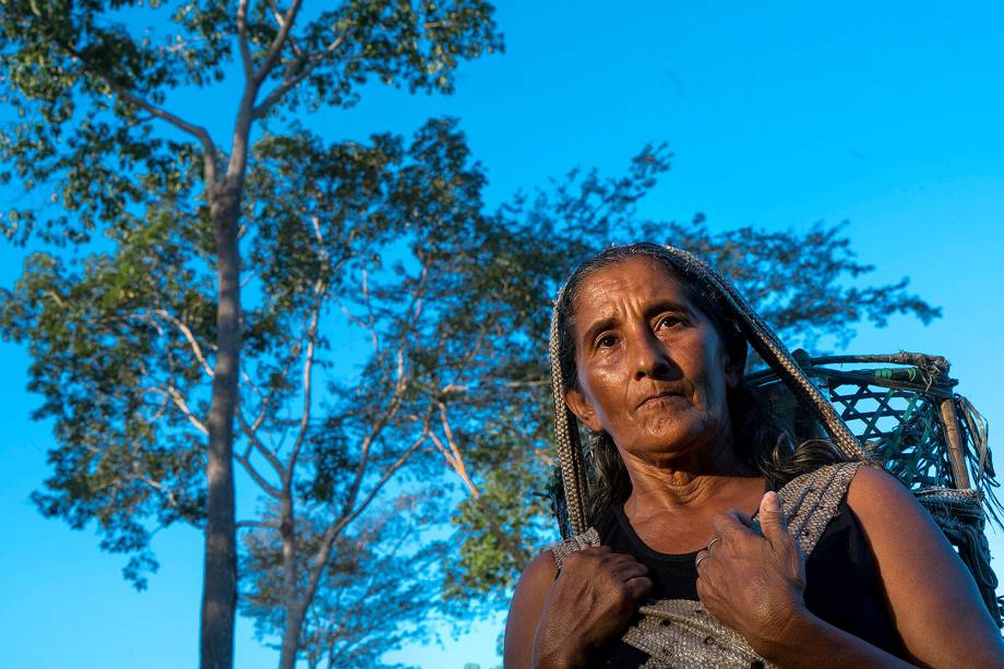 Castanheiros como Teresinha de Jesus Rodrigues se dividem em grupos de cerca de 25 pessoas para ir aos castanhais, onde passam quatro meses de cada ano coletando castanhas. A matéria-prima colhida é transformada em óleo dentro de uma fábrica instalada nas imediações da vila de São Francisco do Rio Iratapuru