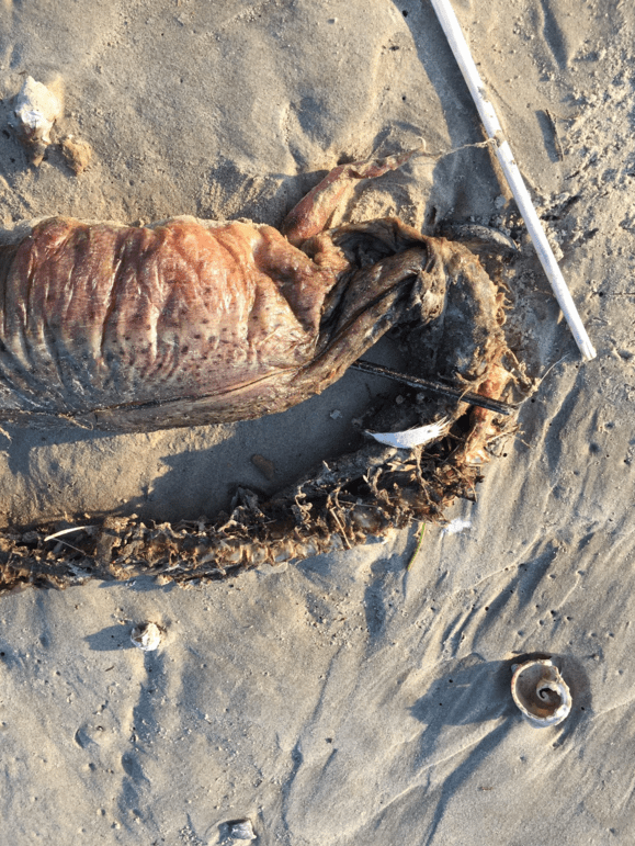 Biólogos acreditam se tratar de uma enguia ou um peixe que foi arrastado até a praia pela tempestade provocada pelo furacão Harvey Biólogos acreditam se tratar de uma enguia ou um peixe que foi arrastado até a praia pela tempestade provocada pelo furacão Harvey