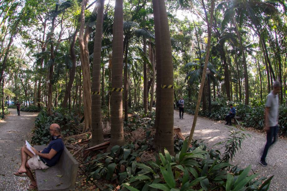 Palmeiras seafortia no Parque Trianon, em São Paulo