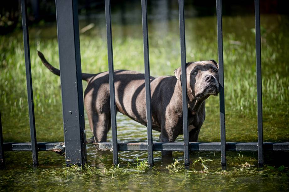 Cachorro aguarda resgate em jardim alagado por tempestade trazida pelo furacão Harvey, em Louisiana