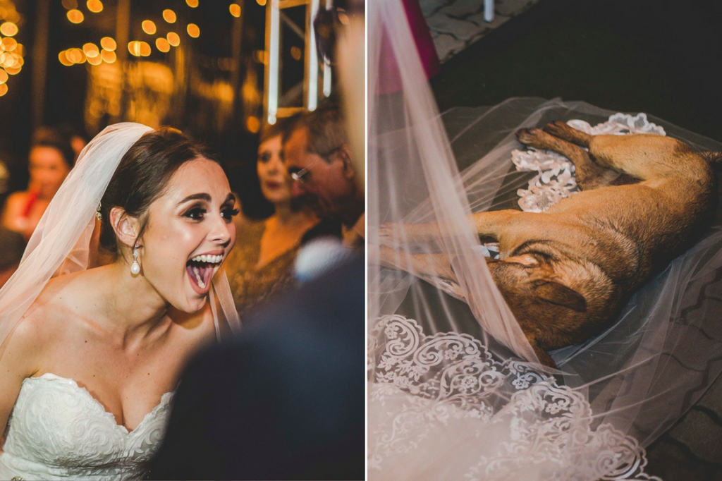 Cachorro invade casamento, deita no véu da noiva e é adotado