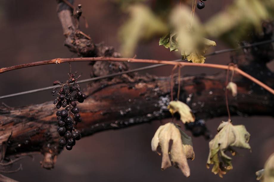 Um vinhedo queimado em Glen Ellen, na Califórnia