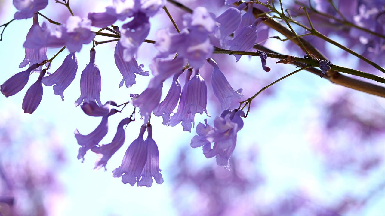 Jacarandá Mimosifolia