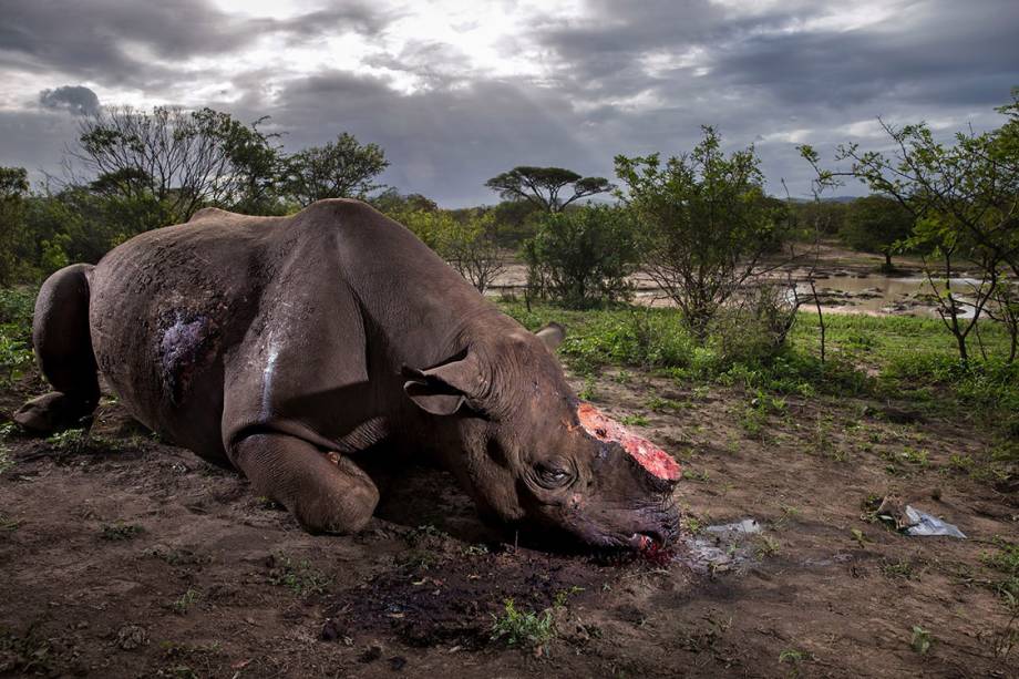 Categoria: História | Chifre de rinoceronte: A atrocidade em curso - Os assassinos eram provavelmente de uma comunidade local. Entraram na reserva de Hluhluwe Imfolozi, na África do Sul, à noite, e atiraram em um rinoceronte preto usando um silenciador. Trabalhando rapidamente, eles cortaram os dois chifres e escaparam. Os chifres teriam sido vendidos para um intermediário e contrabandeado para fora da África do Sul para a China ou o Vietnã.