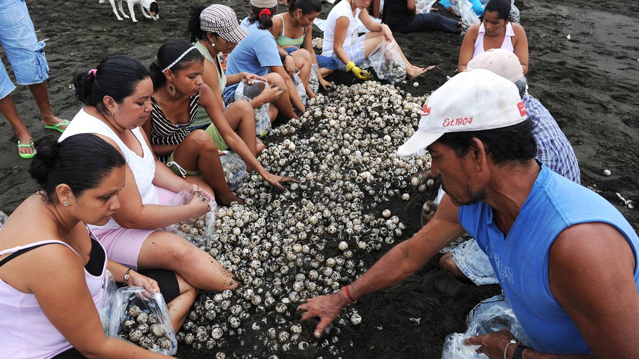 Ovos de tartarugas na Costa Rica