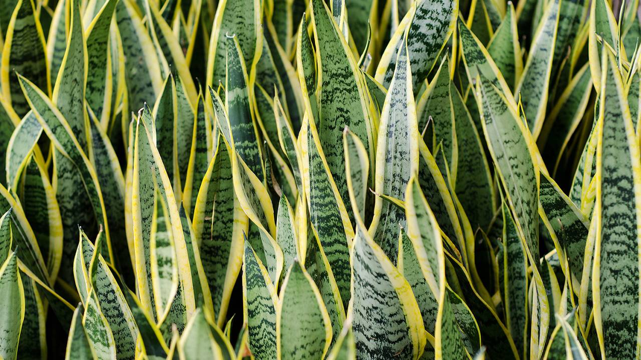 01-iStock-Sansevieria trifasciata
