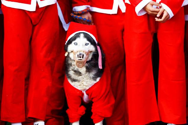 Cão é visto com roupas natalinas durante tradicional corrida realizada na cidade de Escópia, capital da Macedônia - 24/12/2017 Cão é visto com roupas natalinas durante tradicional corrida realizada na cidade de Escópia, capital da Macedônia - 24/12/2017