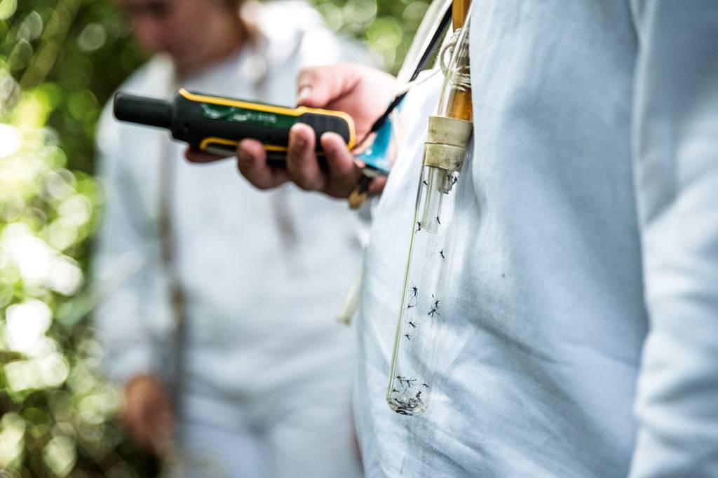 Estudo do mosquito – Profissionais vinculados à Secretaria Estadual de Saúde de São Paulo analisam os transmissores da febre amarela em Mairiporã
