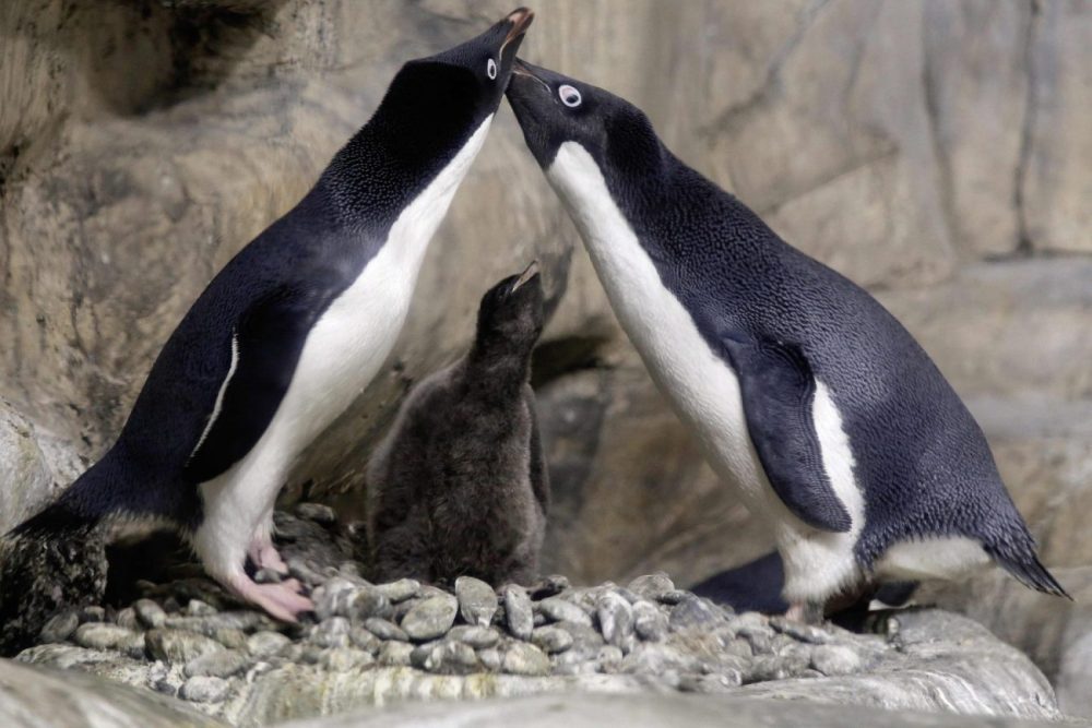Infiéis? Pinguins podem não ser tão leais aos parceiros como se pensava