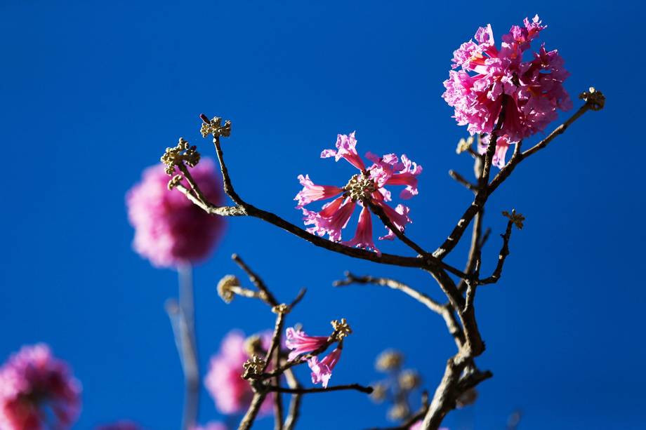 Floração dos ipês-roxo colorem a cidade de Brasília (DF)