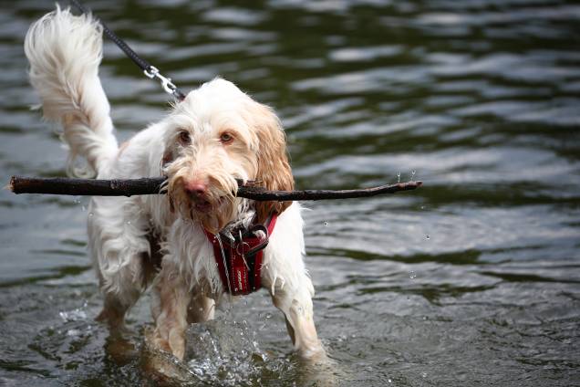 Cachorro pega graveto em lago do Parque St James's no centro de Londres, Inglaterra - 24/07/2018 Cachorro pega graveto em lago do Parque St James's no centro de Londres, Inglaterra - 24/07/2018